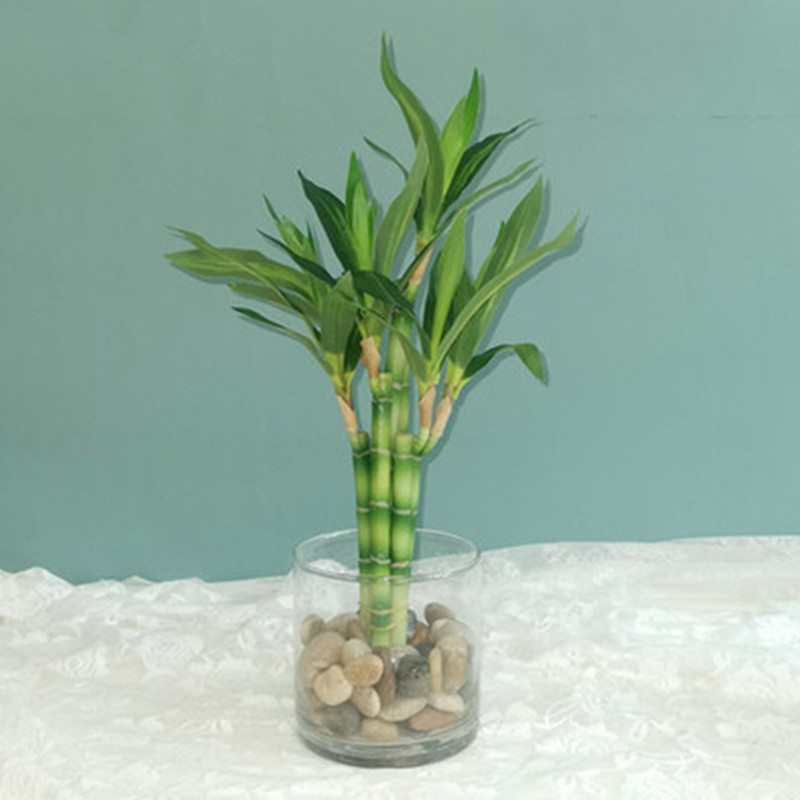 Aquarium Fish Buy - New 40cm Artificial Lucky Bamboo Succulent