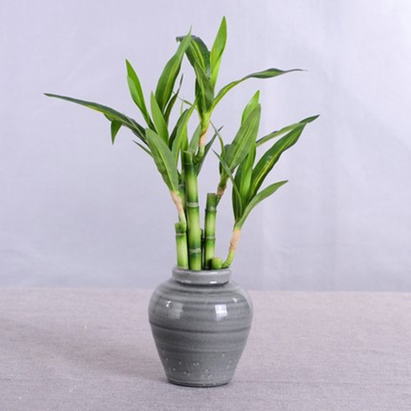 New 40cm Artificial Lucky Bamb - Aquarium Fish Buy ulasan dan harga