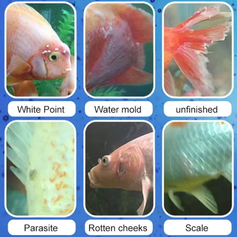 SIKEZHAN Fish Disease Treatmen - Aquarium Fish Quality ulasan dan harga