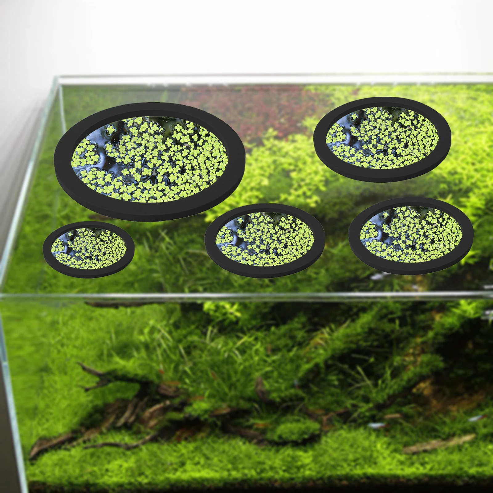5Pcs EVA Fish Feeding Ring Aqu - Aquarium Fish Buy ulasan dan harga