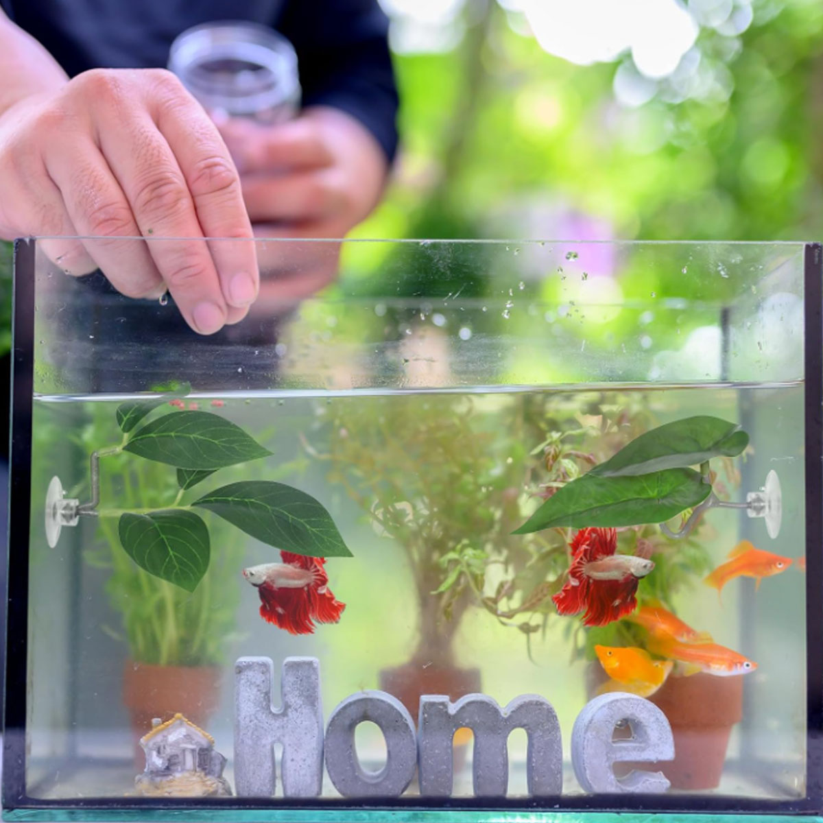 1 PC Betta Fish Hammock Soft A - Aquarium Fish Only ulasan dan harga